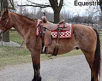 confidence-builder-quarter-horse