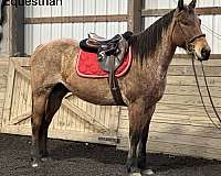 slow-lope-quarter-horse