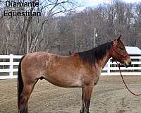 old-lady-safe-quarter-horse