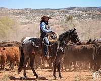 barrel-racing-quarter-horse