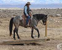 ranch-work-quarter-horse