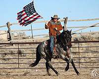 rodeo-queen-quarter-horse