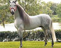 other-breeds-andalusian-horse