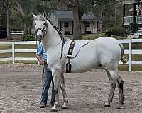 respectful-andalusian-horse