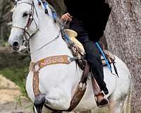 other-breeds-horse