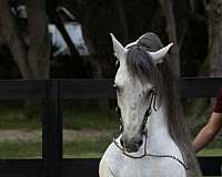 stud-fees-horse