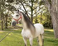 andalusians-stallion