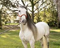 choice-stallion