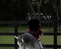 excellent-stallion