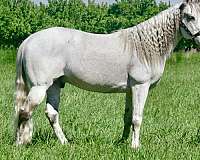 azteca-gelding