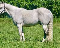 azteca-horse-for-sale