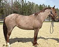 broke-the-very-best-horse