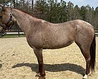 broke-the-very-best-mare