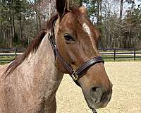 amazing-quarter-horse