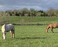 current-shots-pony