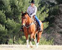 ranch-versatility-paint-horse