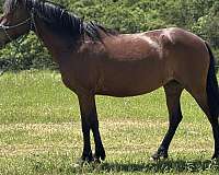 bay-pony-mare