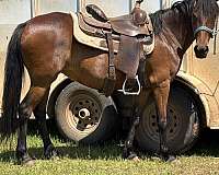 bay-mare-for-sale