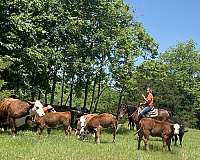 12-hand-pony-mare