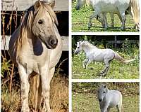driving-miniature-horse