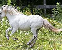 horsemanship-miniature-horse