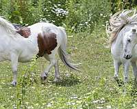 show-experience-miniature-horse
