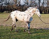 western-walkaloosa-horse