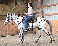 kansas-walkaloosa-horse