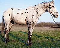 husband-walkaloosa-horse