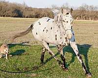 spotted-walkaloosa-horse