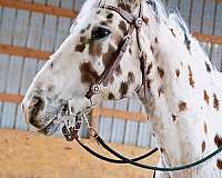 longe-line-walkaloosa-horse