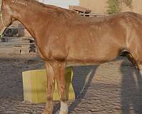 elderly-mustang-horse