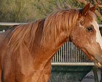 forever-mustang-horse