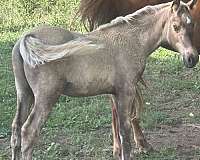 breeding-kentucky-mountain-horse