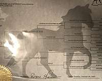 flashy-kentucky-mountain-horse