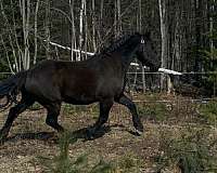 equitation-friesian-horse