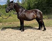 dressage-friesian-horse
