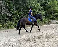 draft-friesian-horse
