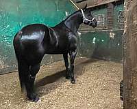advance-paint-horse