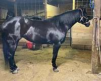 beginner-safe-paint-horse