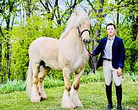 black-pearl-ee-prl-w20-horse