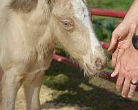 bred-mare-gypsy-vanner-horse