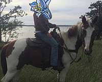 blue-eyed-tennessee-walking-horse