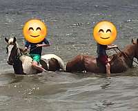 experienced-tennessee-walking-horse