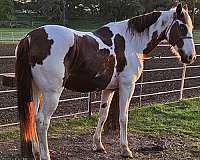 ridden-western-tennessee-walking-horse