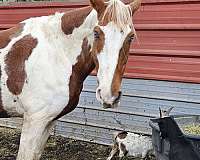 trail-tennessee-walking-horse