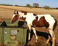 trail-riding-tennessee-walking-horse