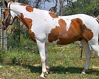 flashy-tennessee-walking-horse