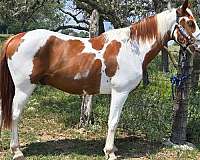 gaited-tennessee-walking-horse