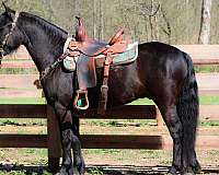 gymkhana-fell-pony